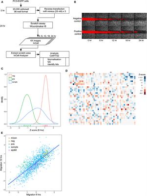 Transcriptomic and Functional Screens Reveal MicroRNAs That Modulate Prostate Cancer Metastasis